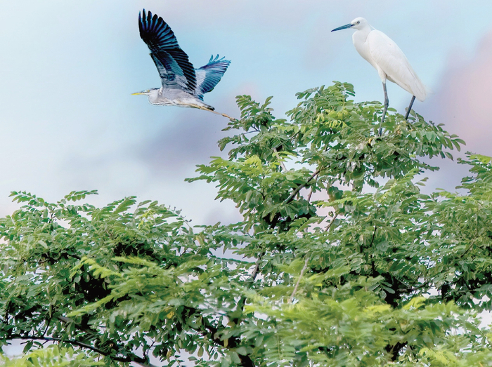 白鹭与苍鹭。 潘国梁/摄