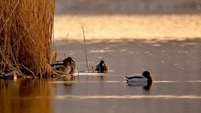 绿头鸭。白继开/摄