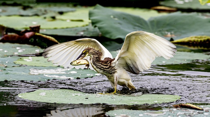 池鹭。闫红/摄