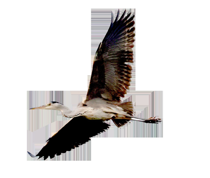 苍鹭。白继开/摄