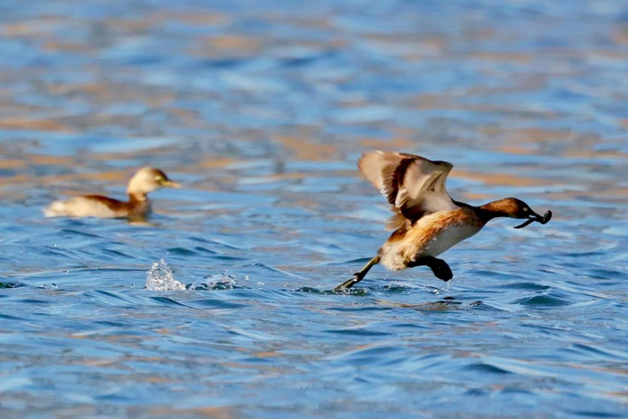小鸊鷉。白继开/摄