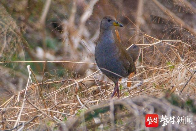  来源：紫牛新闻