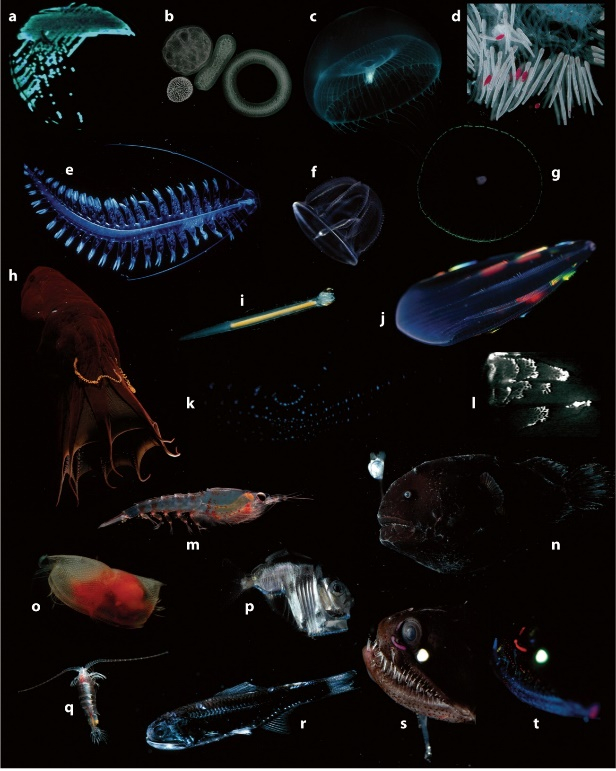 海洋发光生物画廊（图片来源：参考文献5）