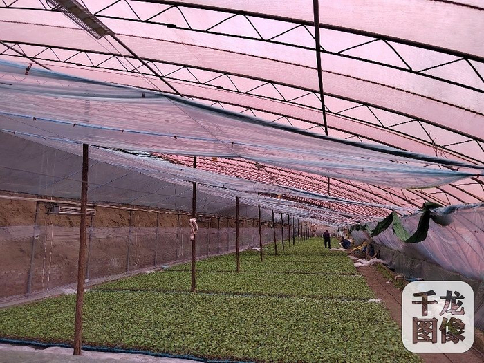 西瓜集约化育苗棚