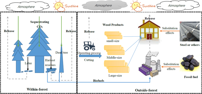 图1 人工林碳平衡过程示意图