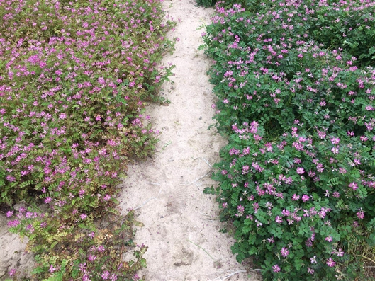 紫云英照片（左图为未接种高效菌剂对照植株，右图为接种高效菌剂植株）   张俊杰摄