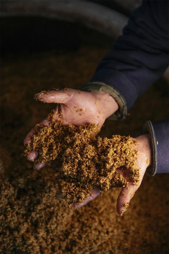 ▲桂花酱和盐、梅子酱一同腌制，5年的时间颜色都能保持金黄