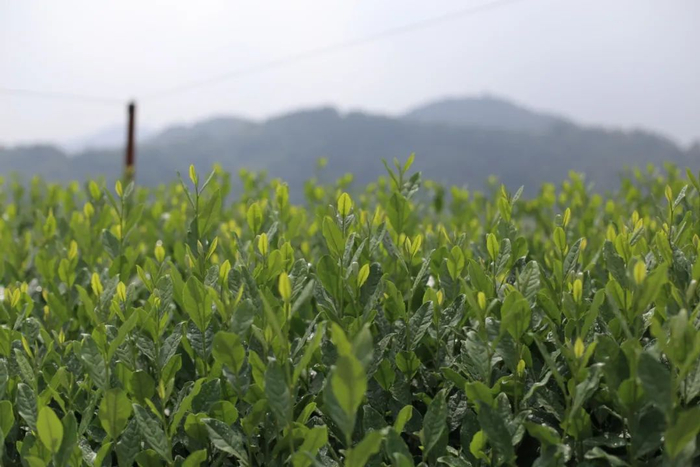 翁家山狮峰龙井茶园