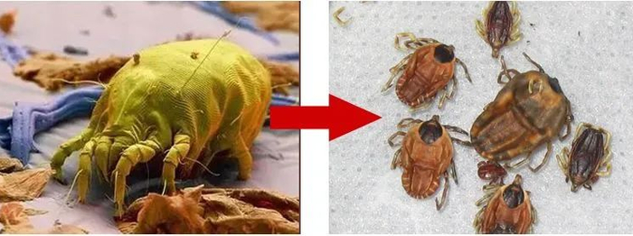 在太阳下暴晒一天，也只能驱逐小部分的螨虫