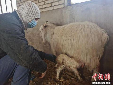 图为阿日宾巴雅尔帮羊羔吃奶。　张瑞 　摄