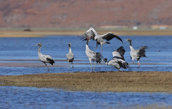 栖息在纳帕海的黑颈鹤 杨学飞 摄