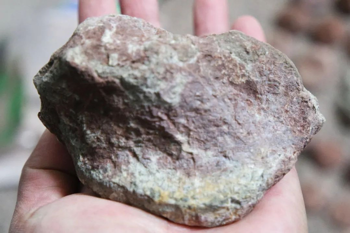 科氏玉溪龙化石出土现场照及化石照片  易门县文物管理所 供图