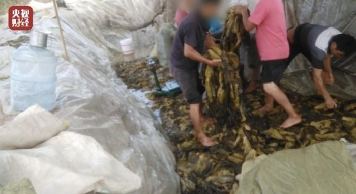 央视“3·15”晚会曝光的“土坑酸菜”，光脚丫直接踩在酸菜上面&nbsp;央视财经截图