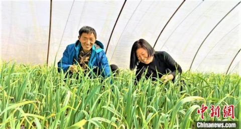贡辉两口子在大棚里手工除草。顾士刚 摄