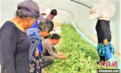 姚亮在指导工人给西瓜修授粉。顾士刚 摄