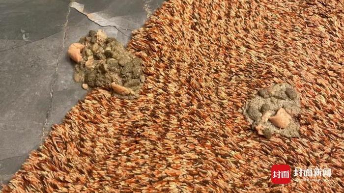狗狗的呕吐物 图片由受访者黄女士提供