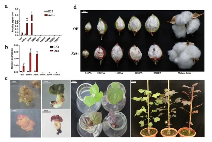 ▲35S启动子超表达Re在组织培养各个时期观察到花青素积累