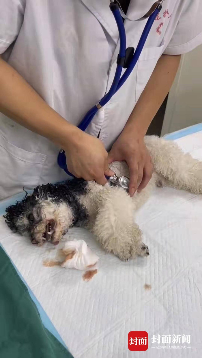 黄女士的泰迪犬在诊所抢救 图片由受访者黄女士提供