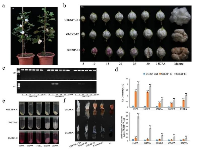 ▲GbEXP2驱动Re在5-10 DPA纤维中高量特异表达