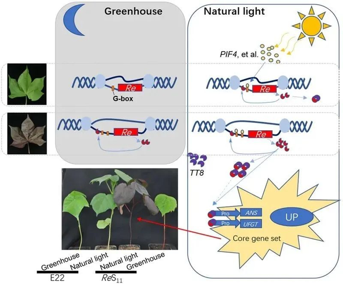 ▲Re调控棉花产生红色植株的遗传机制