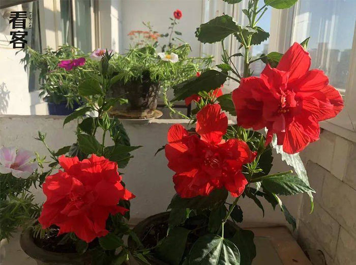 家里的阳台，花开得正好