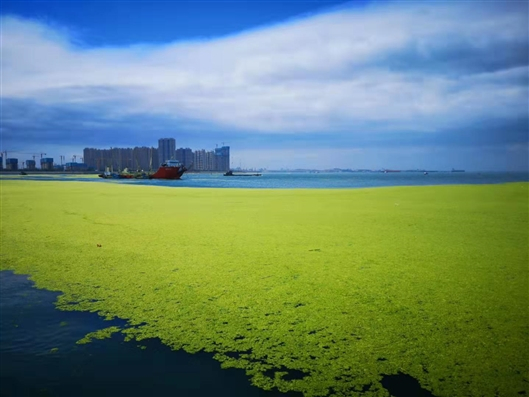 绿油油的浒苔覆盖着海面。受访者 供图