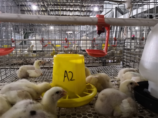 肉鸡多糖及络合物试验、采样。受访者 供图