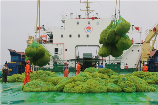 近海浒苔打捞现场。受访者 供图