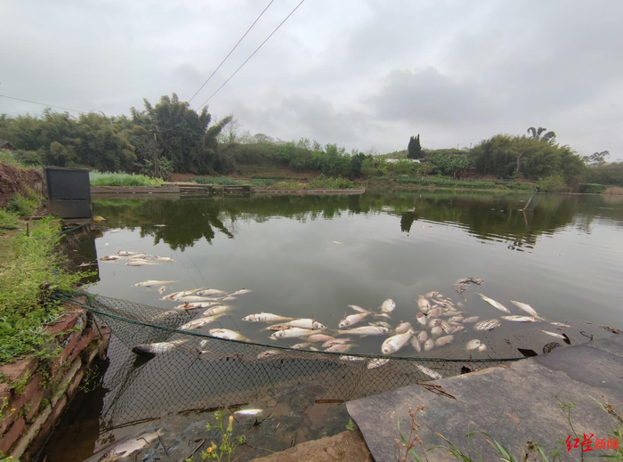鱼塘中漂浮着大量死鱼 袁伟 摄影