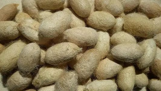 图源网络：柞蚕茧