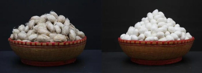 左/市场上大部分用的柞蚕丝