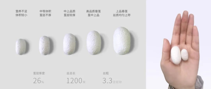 春茧和普通蚕茧的大小对比