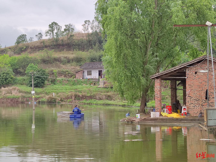 ▲熊先生划着小船清理死鱼 袁伟 摄影