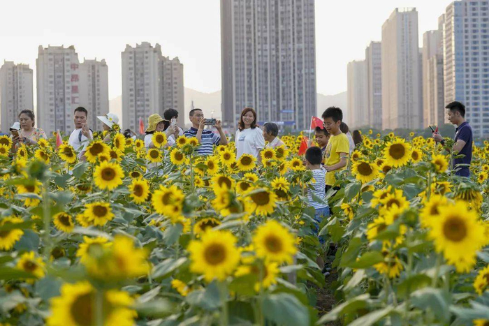 　　▲蔡家向日葵花海
