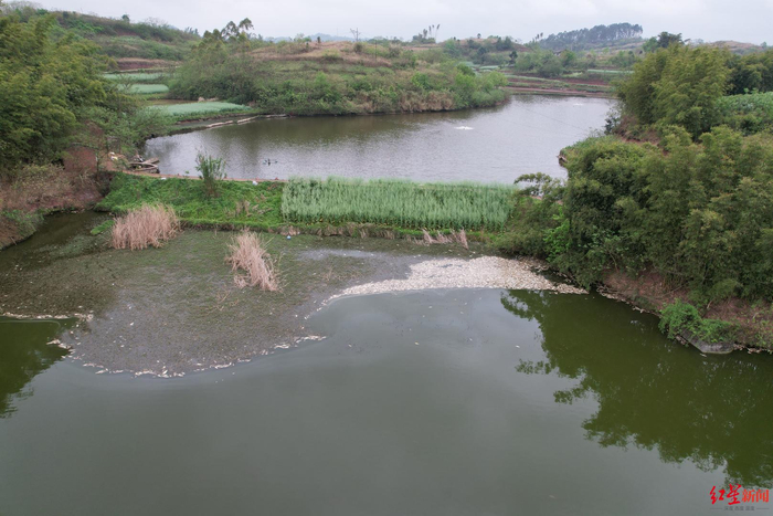 ▲鱼塘中漂浮着大量死鱼 袁伟 摄影