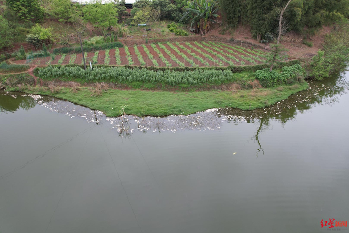 ▲鱼塘边漂浮着死鱼 袁伟 摄影