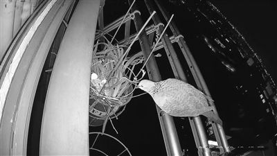     ▼阳台上的珠颈斑鸠。受访者供图