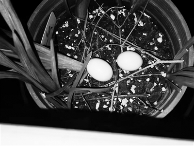     ▶斑鸠下了两只蛋。