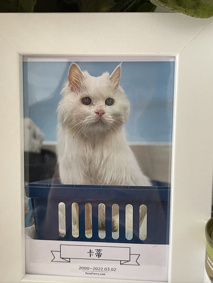 陪伴女孩 22 年的猫咪