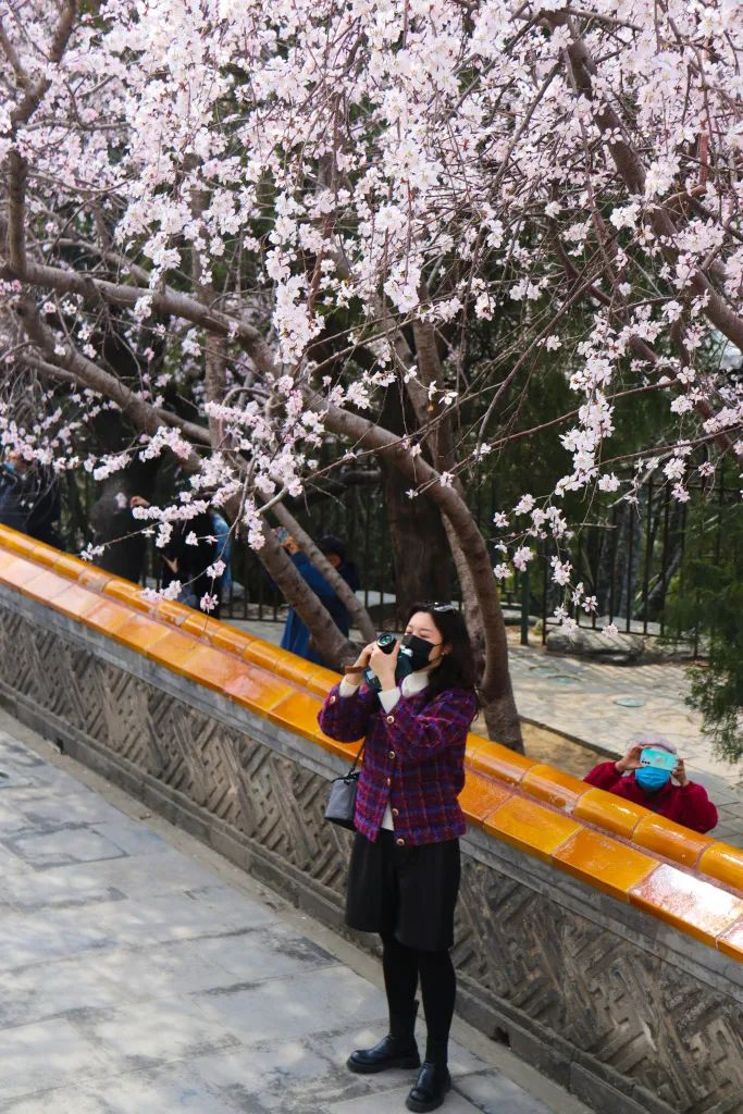 3月16日，北京北海公园内春意盎然，吸引游人前来打卡。曹雪文丨摄