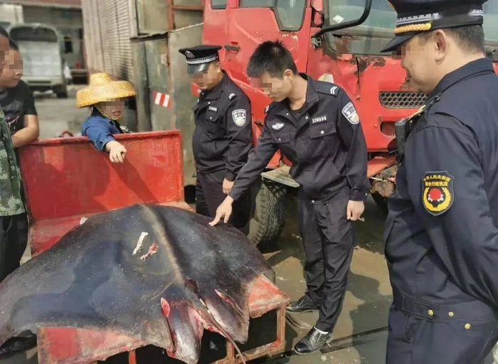 海南文昌执法人员和渔民现场救助蝠鲼