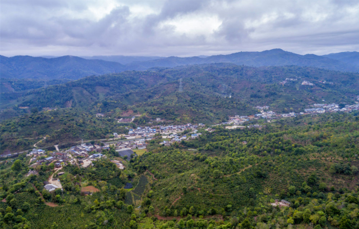 云南普洱市思茅区南屏镇大开河村及周边种植的咖啡（2月23日摄，无人机照片）。新华社记者 陈欣波 摄