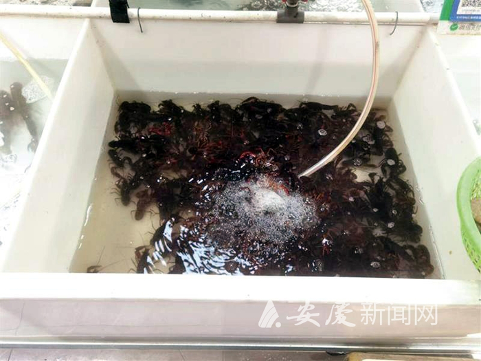 宜秀区祥盛农贸市场水产区摊位上售卖的小龙虾。