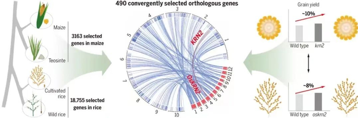 玉米和水稻趋同选择的分子机制及产量基因增产效果