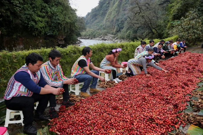 独龙江乡孔当村群众在草果基地分拣草果 周灿 摄