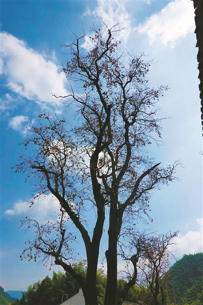     柿林村“柿树王”。记者 谢舒奕/摄