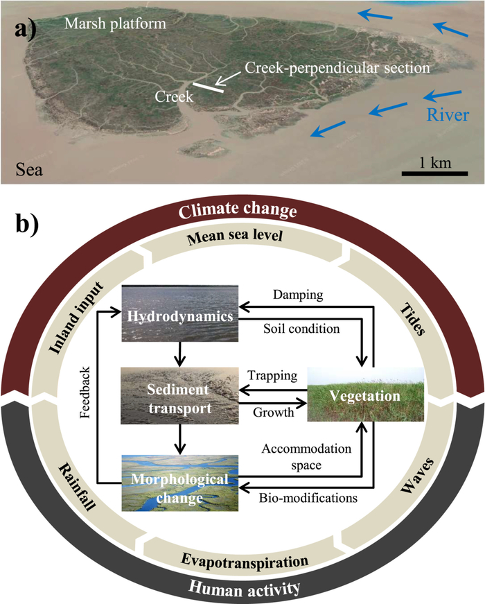 盐沼水动力及生态地貌过程示意图