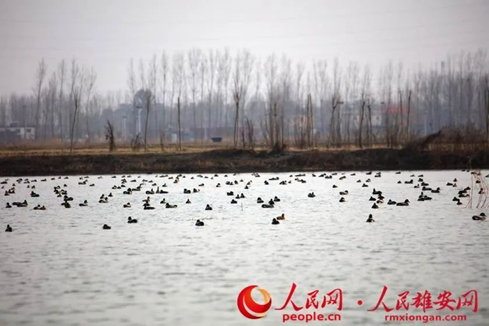 白洋淀越冬的国家“三有”保护鸟类罗纹鸭、红头潜鸭。齐明摄