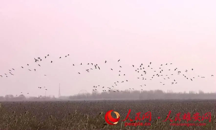 白洋淀越冬的国家二级保护野生动物灰鹤。齐明摄