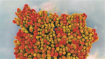     亭下水库旁的池杉树。 记者 鲁威/摄